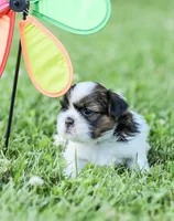 Lars, a male Shih Tzu for sale in Chambersburg, PA – 7 of 7