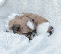 Leo, a male Shih Tzu for sale in Chambersburg, PA – 4 of 10