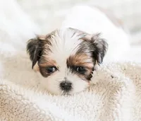 Radar, a male Shih Tzu for sale in Chambersburg, PA – 10 of 10