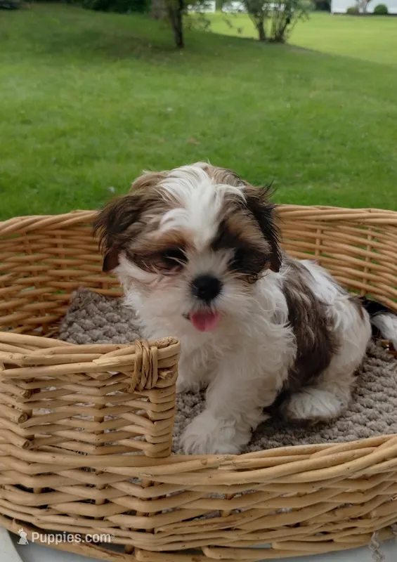 Radar – Shih Tzu puppy for sale in Chambersburg, PA