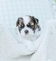 Lars, a male Shih Tzu for sale in Chambersburg, PA – 3 of 7
