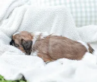Lance, a male Shih Tzu for sale in Chambersburg, PA – 9 of 9