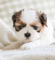 Remy, a male Shih Tzu for sale in Chambersburg, PA – 6 of 10