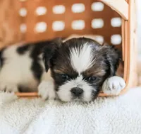 Ranger, a male Shih Tzu for sale in Chambersburg, PA – 6 of 7
