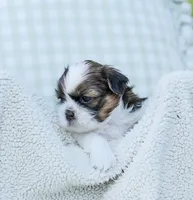 Lars, a male Shih Tzu for sale in Chambersburg, PA – 4 of 7