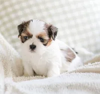 Remy, a male Shih Tzu for sale in Chambersburg, PA – 9 of 10