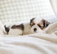 Remy, a male Shih Tzu for sale in Chambersburg, PA – 7 of 10