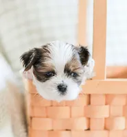 Radar, a male Shih Tzu for sale in Chambersburg, PA – 6 of 10