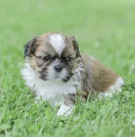 Leo, a male Shih Tzu for sale in Chambersburg, PA – 7 of 10