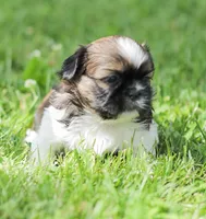 Lady, a female Shih Tzu for sale in Chambersburg, PA – 4 of 7
