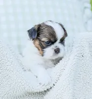 Lars, a male Shih Tzu for sale in Chambersburg, PA – 2 of 7