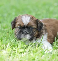 Lance, a male Shih Tzu for sale in Chambersburg, PA – 6 of 9