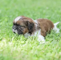 Lance, a male Shih Tzu for sale in Chambersburg, PA – 7 of 9