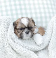 Leo, a male Shih Tzu for sale in Chambersburg, PA – 2 of 10