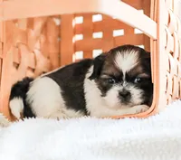 Ravena, a female Shih Tzu for sale in Chambersburg, PA – 5 of 9