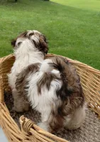Radar, a male Shih Tzu for sale in Chambersburg, PA – 5 of 10