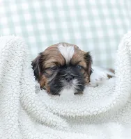 Lance, a male Shih Tzu for sale in Chambersburg, PA – 3 of 9