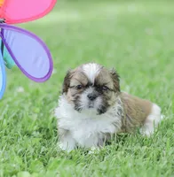 Leo, a male Shih Tzu for sale in Chambersburg, PA – 9 of 10