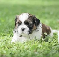 Lincoln, a male Shih Tzu for sale in Chambersburg, PA – 9 of 9