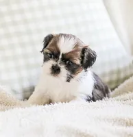 Ravena, a female Shih Tzu for sale in Chambersburg, PA – 6 of 9