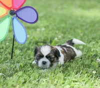 Lincoln, a male Shih Tzu for sale in Chambersburg, PA – 8 of 9