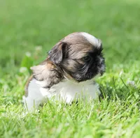 Lady, a female Shih Tzu for sale in Chambersburg, PA – 7 of 7