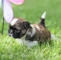 Lady, a female Shih Tzu for sale in Chambersburg, PA – 5 of 7