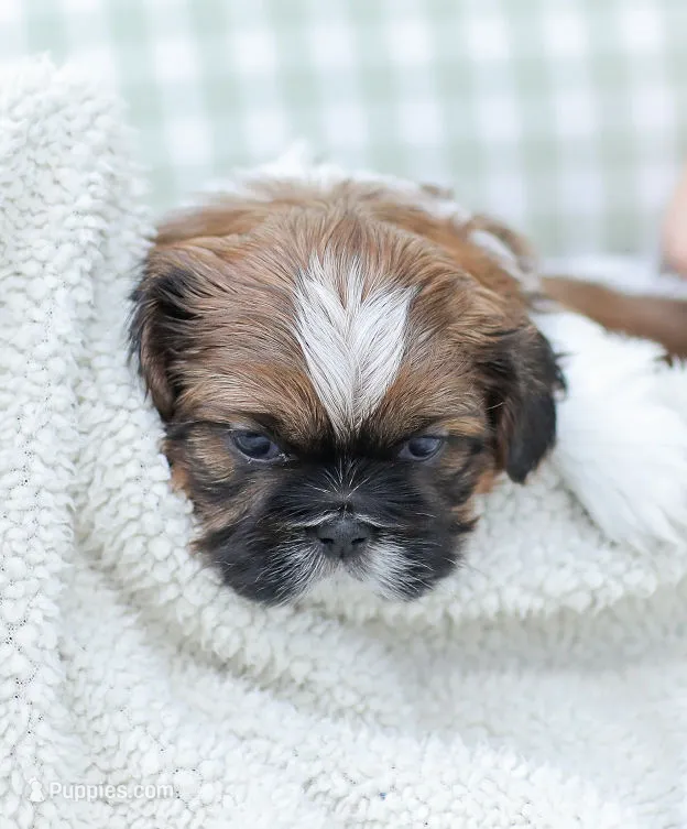 Lance – Shih Tzu puppy for sale in Chambersburg, PA
