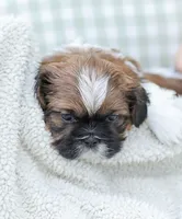 Lance, a male Shih Tzu for sale in Chambersburg, PA – 1 of 9
