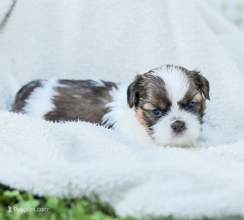 Lars – Shih Tzu puppy for sale in Chambersburg, PA