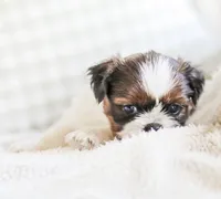Ranger, a male Shih Tzu for sale in Chambersburg, PA – 7 of 7