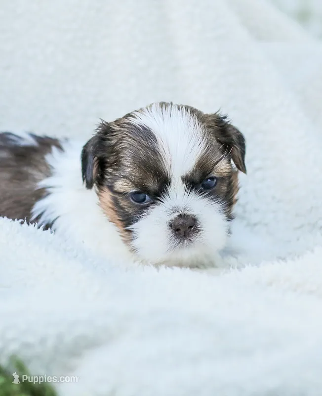 Lars – Shih Tzu puppy for sale in Chambersburg, PA