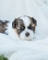 Lars, a male Shih Tzu for sale in Chambersburg, PA – 1 of 7