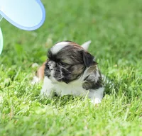 Lady, a female Shih Tzu for sale in Chambersburg, PA – 6 of 7