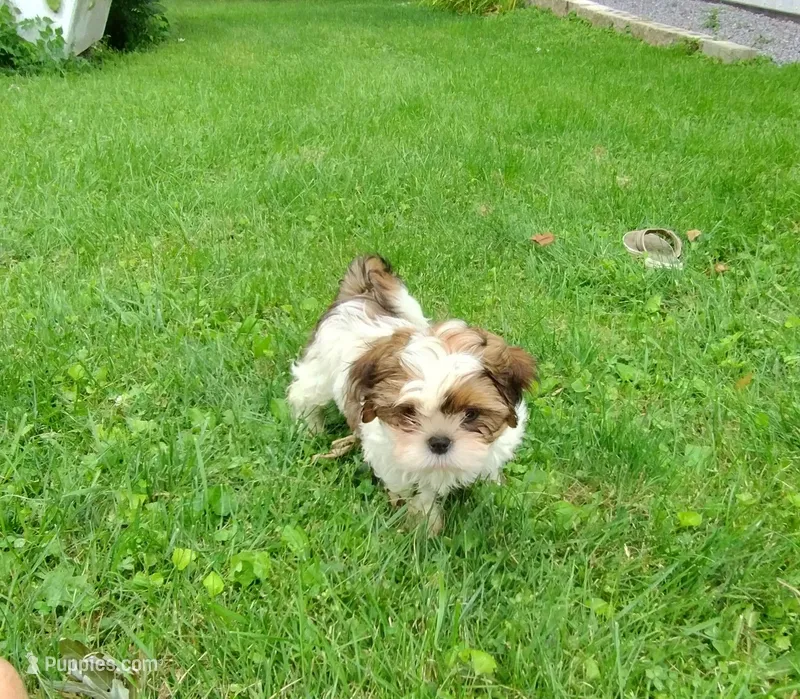 Remy – Shih Tzu puppy for sale in Chambersburg, PA