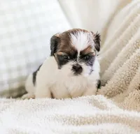 Ravena, a female Shih Tzu for sale in Chambersburg, PA – 9 of 9