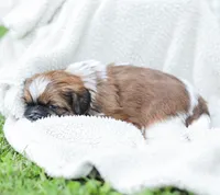 Lance, a male Shih Tzu for sale in Chambersburg, PA – 8 of 9