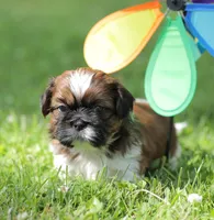 Lance, a male Shih Tzu for sale in Chambersburg, PA – 2 of 9