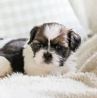 Ravena, a female Shih Tzu for sale in Chambersburg, PA – 4 of 9