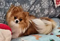 Wubbzy, a female Pomeranian for sale in O'Fallon, IL – Photo 1 of 3