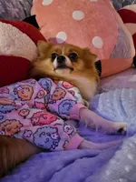 Wubbzy, a female Pomeranian for sale in O'Fallon, IL – Photo 2 of 3