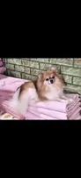 Gidget, a female Pomeranian for sale in O'Fallon, IL – Photo 2 of 3
