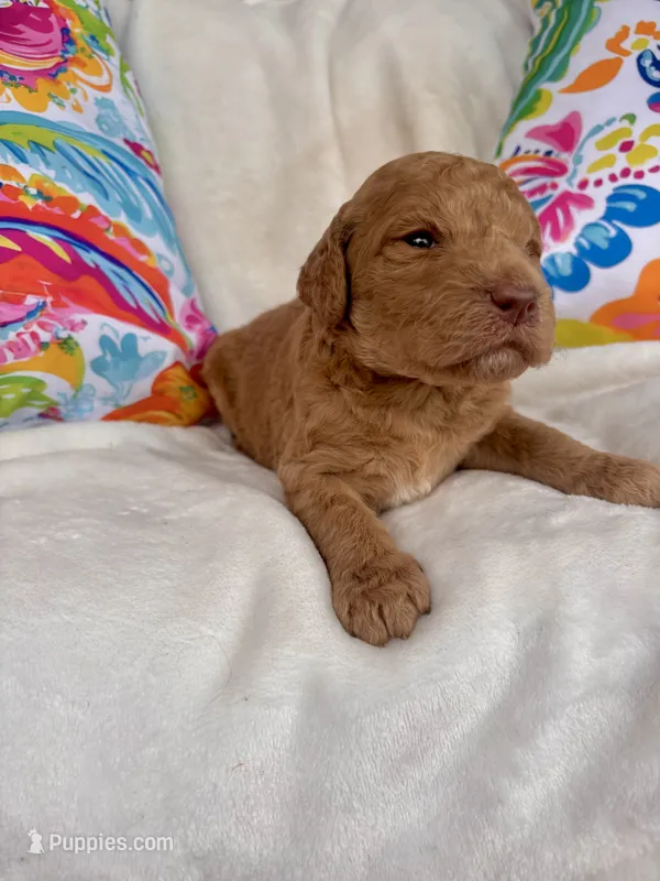 Goldendoodle male #1 – Goldendoodle puppy for sale in Lamar, SC