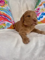 Goldendoodle male #1, a male Goldendoodle for sale in Lamar, SC – 1 of 2