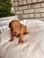 Goldendoodle male #1, a male Goldendoodle for sale in Lamar, SC – 2 of 2