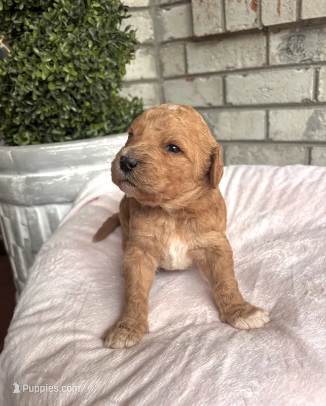 Goldendoodle female – Goldendoodle puppy for sale in Lamar, SC