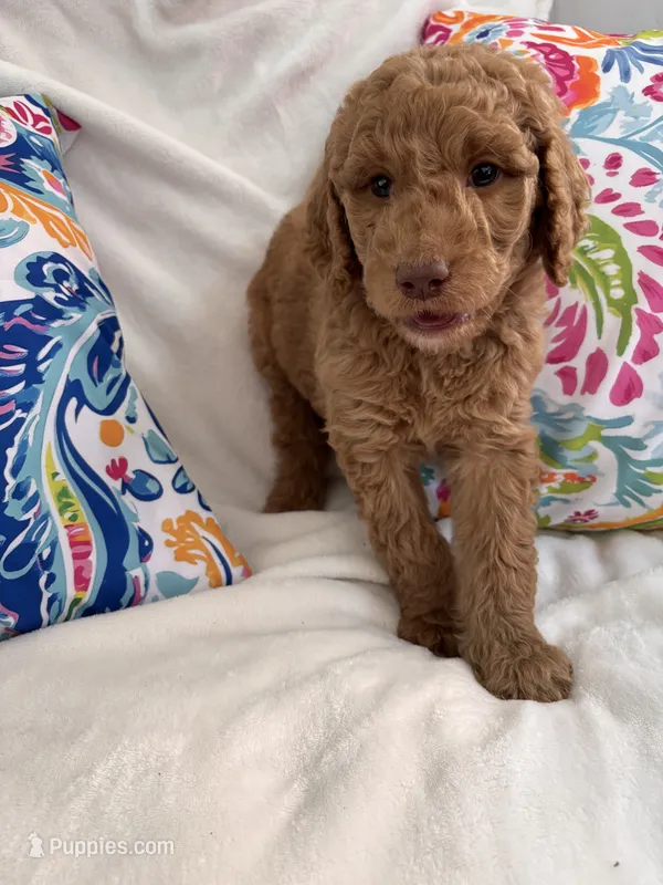 Goldendoodle male #2 – Goldendoodle puppy for sale in Lamar, SC