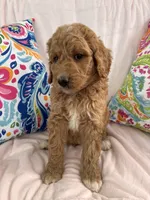Goldendoodle female, a female Goldendoodle for sale in Lamar, SC – 3 of 5