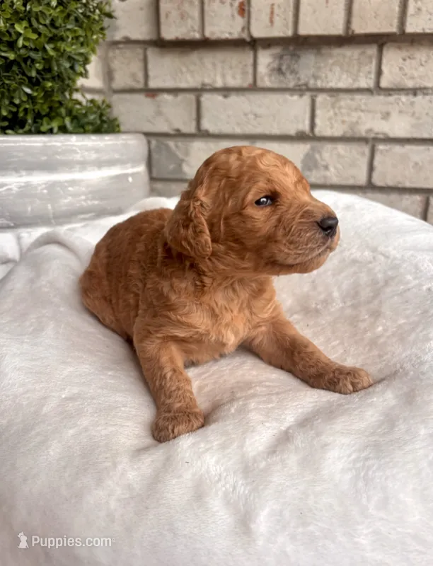 Goldendoodle male #2 – Goldendoodle puppy for sale in Lamar, SC