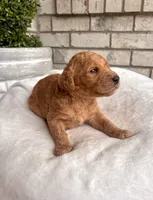 Goldendoodle male #2, a male Goldendoodle for sale in Lamar, SC – 1 of 1